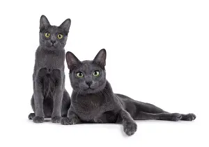 Kitten and adult Korat cat sitting and laying down beside each other