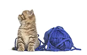 Kitten British Shorthair cat playing with a blue ball of wool