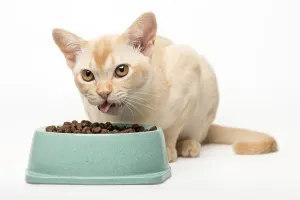 Kitten cream burmese eats dry food