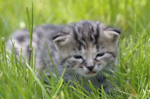 Kitten in the grass, European Shorthair cat