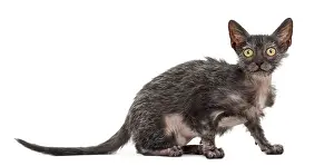 Kitten Lykoi cat, 3 months old