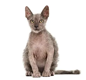 Kitten Lykoi cat, 3 months old