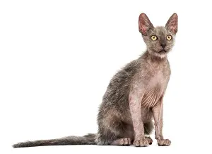 Kitten Lykoi cat, 3 months old