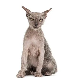 Kitten Lykoi cat, 3 months old