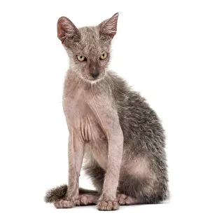 Kitten Lykoi cat, 3 months old