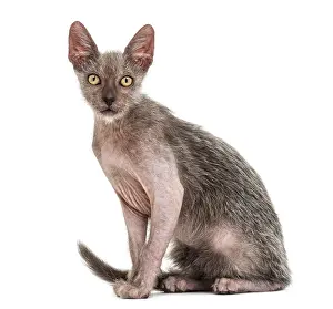 Kitten Lykoi cat, 3 months old