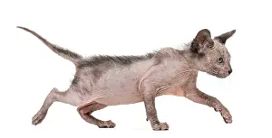 Kitten Lykoi cat, 7 weeks old, also called the Werewolf cat walking against white background