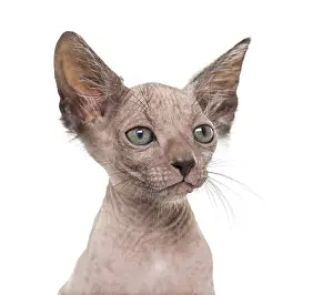 Kitten Lykoi cat, 7 weeks old, also called the Werewolf cat against white background