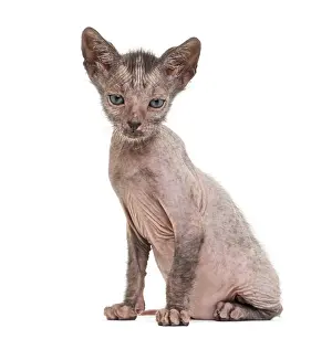 Kitten Lykoi cat, 7 weeks old, also called the Werewolf cat against white background