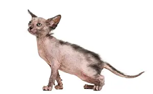 Kitten Lykoi cat, 7 weeks old, also called the Werewolf cat against white background