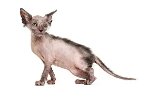 Kitten Lykoi cat, 7 weeks old, also called the Werewolf cat against white background