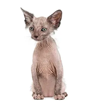 Kitten Lykoi cat, 7 weeks old, also called the Werewolf cat against white background