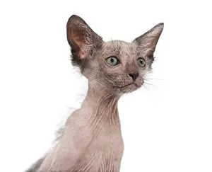 Kitten Lykoi cat, 7 weeks old, also called the Werewolf cat against white background