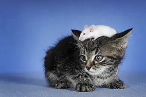 Kitten, mackerel and white coloured fancy mouse