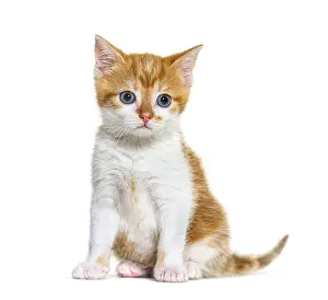 Kitten Mixed-breed cat ginger and white