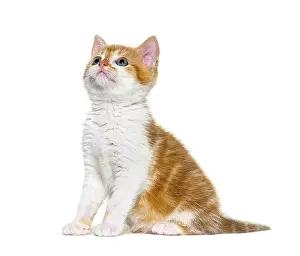 Kitten Mixed-breed cat ginger and white sitting and looking up
