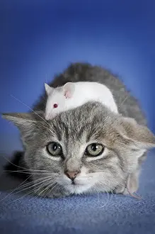 Kitten, silver tabby and white coloured fancy mouse