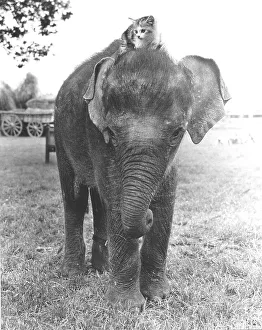 Kitten sits on elephant, England, Great Britain