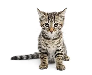 Framed Print : Kitten sitting in front of a white background