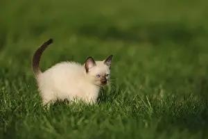 Kitten standing attentively on a green meadow