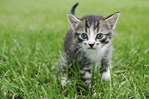 Kitten walking through grass