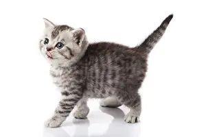 Kitten on a white background
