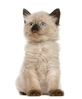 Kitten in front of white background