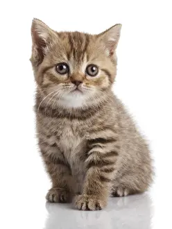 Kitten on a white background