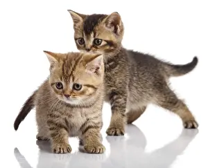 Two kitten on a white background