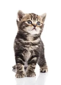 Kitten on a white background