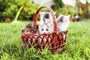 Kittens in the basket on the grass outdoors