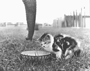 Kittens and elephants drink from bowl