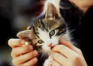 Kittens in the hands of children