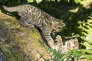 Two kittens playing on a tree stump surrounded by green plants