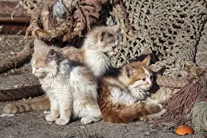 Three kittens, strays sitting in front of fishing nets in the harbour