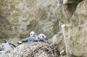 Two kittiwake chicks sitting in their nest