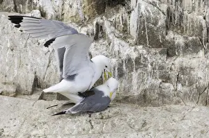 Kittiwake (Rissa tridactyla), adult pair