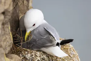 Kittiwake (Rissa tridactyla) building its nest