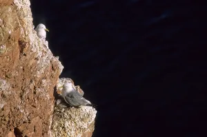 Kittiwake Rissa tridactyla with chicks on sandstone cliff Helgoland Schleswig-Holstein Germany