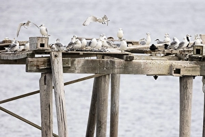 Kittiwake (Rissa tridactyla) flying over a breeding platform and chasing Arctic tern (Sterna paradisaea)