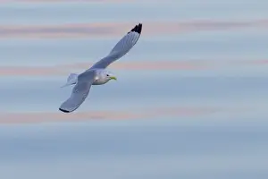 Kittiwake (Rissa tridactyla) flying in the harbour