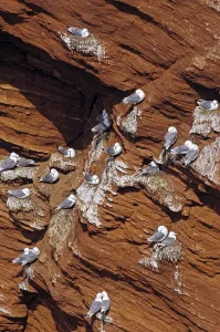 Kittiwakes at the bird rock from Heligoland