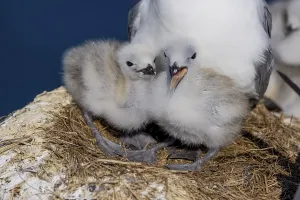 Kittiwakes (Rissa tridactyla), breeding in Vardoe Harbour