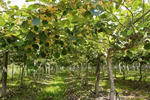 Kiwi, kiwi plants with flowers (Actinidia)