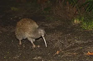 Kiwi, Kiwis, Southern Striped Kiwi