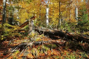 Category Mountain Landscapes Prints: The Kleine Ohe in the Bavarian Forest