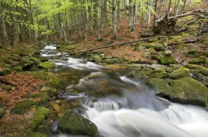 Kleine Ohe, Bavarian Forest National Park