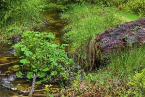 Kleine Ohe creek below Waldhaeuser village in the Bavarian Forest Nationalpark