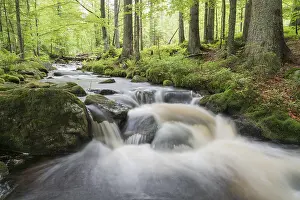 Kleine Ohe mountain stream, Bavarian Forest National Park