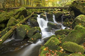 Kleine Ohe, a stream flowing between moss-covered rocks